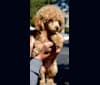 Simba, a Poodle (Small) tested with EmbarkVet.com