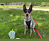 Macy, an Australian Cattle Dog and American Eskimo Dog mix tested with EmbarkVet.com