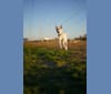Photo of Callie, a Great Pyrenees, German Shepherd Dog, Boxer, and Mixed mix in Folsom, California, USA