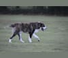 Photo of Diego, a Central Asian Shepherd Dog  in Byron, GA, USA