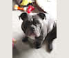 Mystique, an Olde English Bulldogge tested with EmbarkVet.com