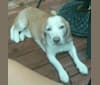 Photo of BB (Big Boy), a Beagle  in South Carolina, USA