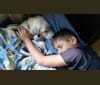 Benji, a Labrador Retriever and American Pit Bull Terrier mix tested with EmbarkVet.com