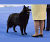 Cara, a Belgian Shepherd tested with EmbarkVet.com