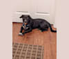 Finnegan, a Beagle and Labrador Retriever mix tested with EmbarkVet.com