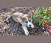 Juniper, a Great Pyrenees and Border Collie mix tested with EmbarkVet.com