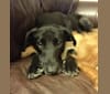 Zoey, a Labrador Retriever and Coonhound mix tested with EmbarkVet.com