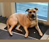 Maggie, a Staffordshire Terrier and Australian Cattle Dog mix tested with EmbarkVet.com