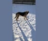 Photo of Oak, a Bloodhound, Mastiff, Australian Cattle Dog, German Shepherd Dog, and Mixed mix in South Dakota, USA