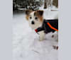Manny, a Japanese or Korean Village Dog tested with EmbarkVet.com