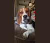 Seamus, a Beagle tested with EmbarkVet.com