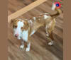 Mylo, an American Village Dog tested with EmbarkVet.com