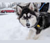 Luna, an Alaskan Malamute tested with EmbarkVet.com