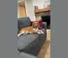 Dublin, a Beagle tested with EmbarkVet.com