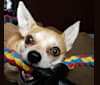 JOE, a Chihuahua and Yorkshire Terrier mix tested with EmbarkVet.com