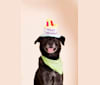 Harvey, a Rottweiler and Golden Retriever mix tested with EmbarkVet.com