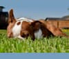 Pikë, a Boston Terrier tested with EmbarkVet.com