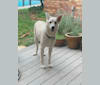 Ghost, an Akita and German Shepherd Dog mix tested with EmbarkVet.com