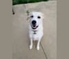 Photo of Blue, a Great Pyrenees and Anatolian Shepherd Dog mix in Wellston, Ohio, USA