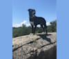 Clyde, a Labrador Retriever and American Pit Bull Terrier mix tested with EmbarkVet.com