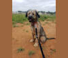 Bo, an Australian Cattle Dog and Poodle (Standard) mix tested with EmbarkVet.com