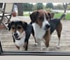 Owen, an American Foxhound and Labrador Retriever mix tested with EmbarkVet.com