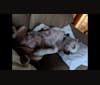 Photo of Samantha, an American Pit Bull Terrier  in Lansing, Michigan, USA