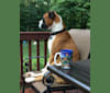Photo of Gus, a Boxer  in Montgomery, New Jersey, USA