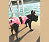 Gianna, a French Bulldog tested with EmbarkVet.com