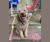 Riley, a Goldendoodle tested with EmbarkVet.com