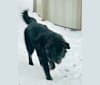 Aspen’s Jupiter King of the Gods Niro von Harpo, an Alaskan Malamute and German Shepherd Dog mix tested with EmbarkVet.com