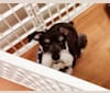Minnie, a Miniature Schnauzer tested with EmbarkVet.com