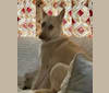 Sage, a German Shepherd Dog and Great Pyrenees mix tested with EmbarkVet.com