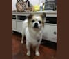 Pollo Shi, an East Asian Village Dog and Pekingese mix tested with EmbarkVet.com