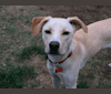 Maui, a German Shepherd Dog and Golden Retriever mix tested with EmbarkVet.com