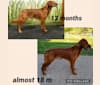 Hohum's Shadow From The Moon, a Golden Retriever tested with EmbarkVet.com