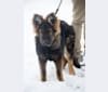 Xenavi, a German Shepherd Dog tested with EmbarkVet.com