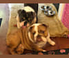 Mini Carmelita, a Bulldog tested with EmbarkVet.com