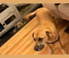 Obi, an Australian Cattle Dog and Boxer mix tested with EmbarkVet.com