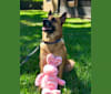 AJ, a Belgian Malinois and American Pit Bull Terrier mix tested with EmbarkVet.com