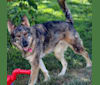 Riley, a German Shepherd Dog and Siberian Husky mix tested with EmbarkVet.com