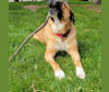 Apollo, a German Shepherd Dog and Saint Bernard mix tested with EmbarkVet.com