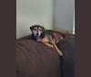 Thalia, a Chihuahua and Cocker Spaniel mix tested with EmbarkVet.com