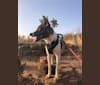 Zira, a West African Village Dog tested with EmbarkVet.com