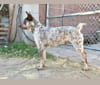 Photo of Calypso, an Australian Cattle Dog  in Show Low, AZ, USA