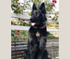 Izzy Bijoux, a German Shepherd Dog tested with EmbarkVet.com