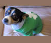 Jack, a Chihuahua and Miniature Pinscher mix tested with EmbarkVet.com
