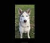 Basha, a Siberian Husky and Alaskan Malamute mix tested with EmbarkVet.com