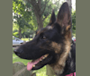 Kaelan Mary, a German Shepherd Dog tested with EmbarkVet.com