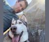 Myka, a Siberian Husky and Alaskan Malamute mix tested with EmbarkVet.com